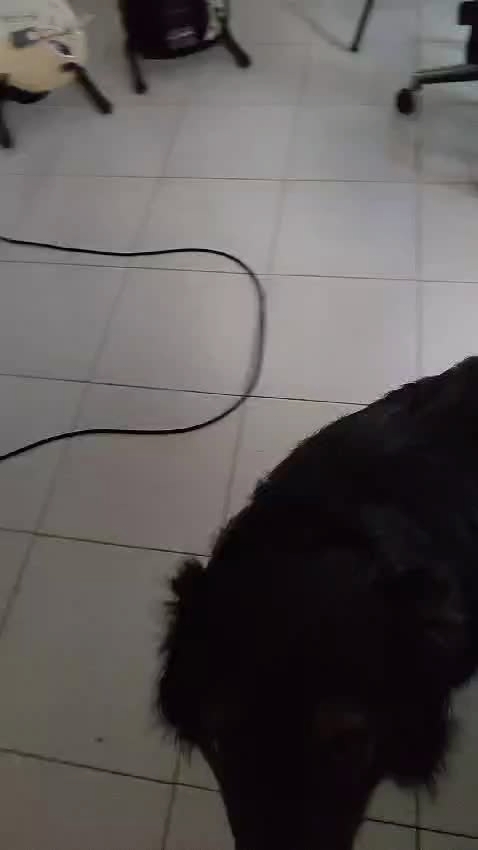 chissà chi sarà