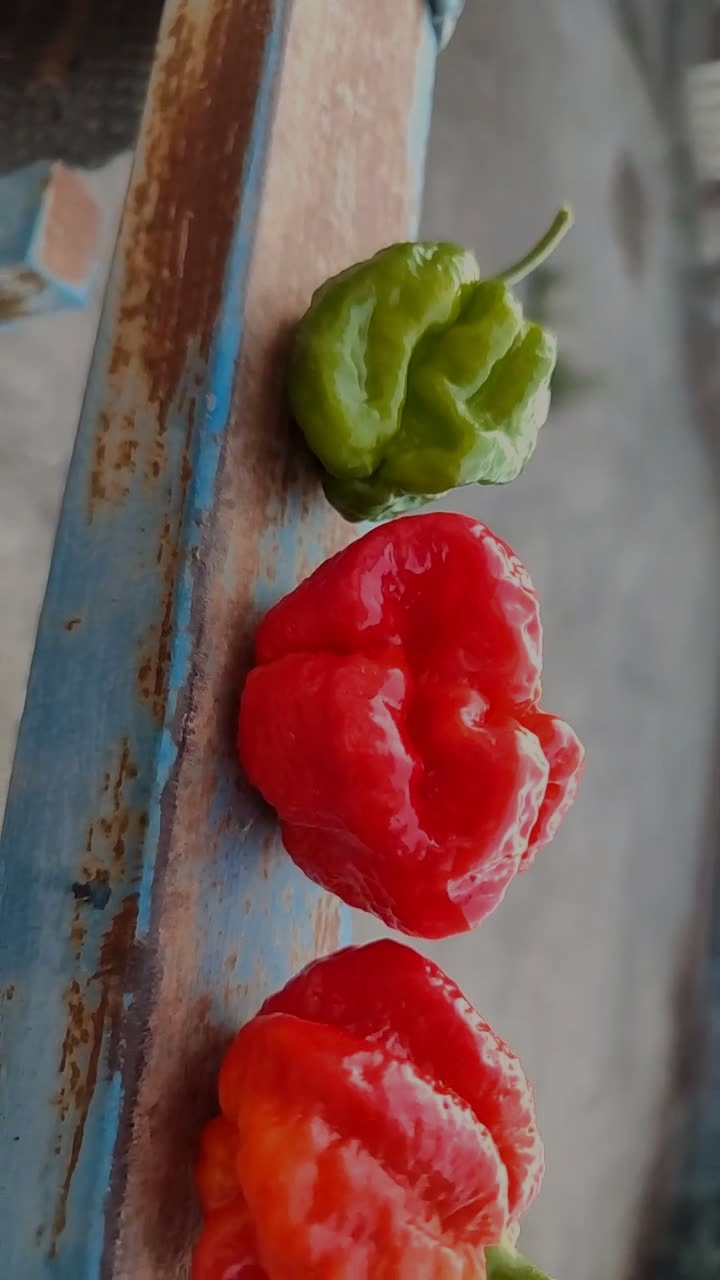 Red Scorpions